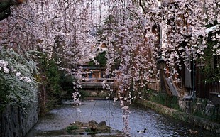 日式庭院的浪漫樱花