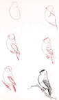 Learn to draw: Bird: 