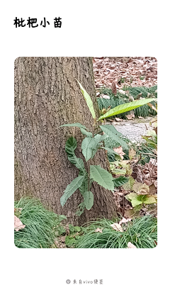 任我行%采集到植物