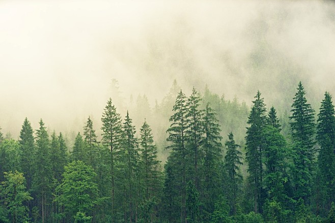 雾, 针叶林, 云杉, 森林, 绿色, ...