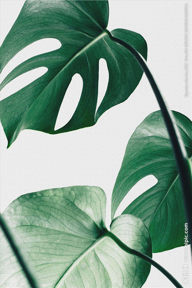 芭蕉叶