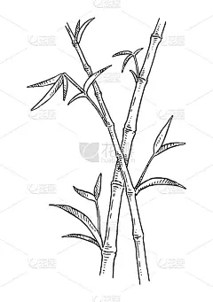 竹叶树。的雕刻。孤立在白色