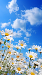Daisy flower sea, colorful daisies, blue sky, white clouds, real and delicate, high definition and high resolution --ar 9:16 --iw 2 --v 5.2