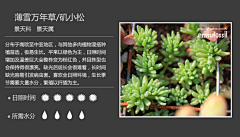 群龙无首_吉采集到植物