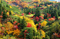 北海道十胜山的秋叶。