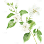 植物系列插画水彩风一束茉莉花元素