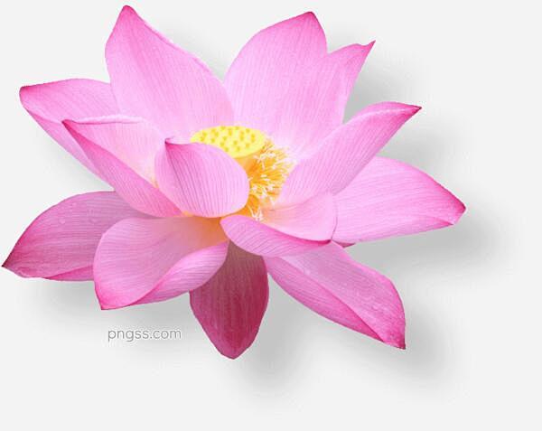 粉色花朵图片大小89.02 KBpx 图...