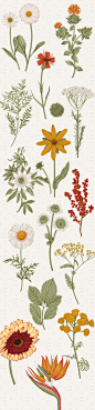 国外手绘复古植物花卉春天花朵插图免扣PNG透明图插画AI素材 (1)