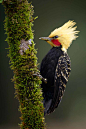 鴷形目·啄木鸟科·冠啄木鸟属：淡黄冠啄木鸟