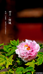  花间一曲奏，黄丝千蕊次第开#紫禁城岁时#紫禁城中诸花芳谢之时，御花园牡丹展姿怒放，正应了这句“有此倾城好颜色，天教晚发赛诸花。”园内二百余株牡丹，重葩吐艳，千娇万态。花开花落二十日，绝代只西子，众芳惟【四月•倾城】之牡丹。 