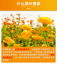 水今设计采集到叶黄素
