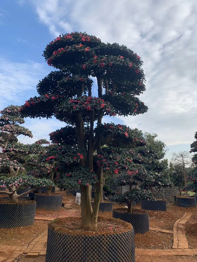 山茶桩