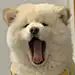 TR特蕾西