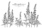 Set of foxglove flower hand drawn botanical illustrations. Free Vector