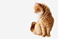 可爱的橘猫米免抠png素材_新图网ixintu.com