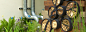 倡导人：Royal Bank of Canada

　　设计：英国谢菲尔德大学景观系教授Nigel Dunnett & The Landscape Agency

　　建造：Landform Consultants

　　主要植物：

　　Meconopsis'Lingholm'

　　Festuca amethystina

　　Phlox divaricata

　　Sedum 'Gold Carpet'