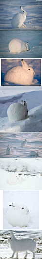 北极兔(Arctic hare)， 是一种适应了北极和山地环境的兔子。肥肥的，耳朵和后肢小，有的还没有尾巴。体长为55-71厘米，体重为4-5.5公斤，蹲在地上如果不动的话你会以为是团雪球，毛茸茸的，激萌。尤其站起来之后简直...！！