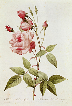 Amor_lovely采集到FLOWERS 
