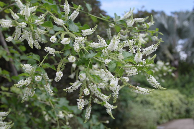 马鞭草科:Aloysia virgata...