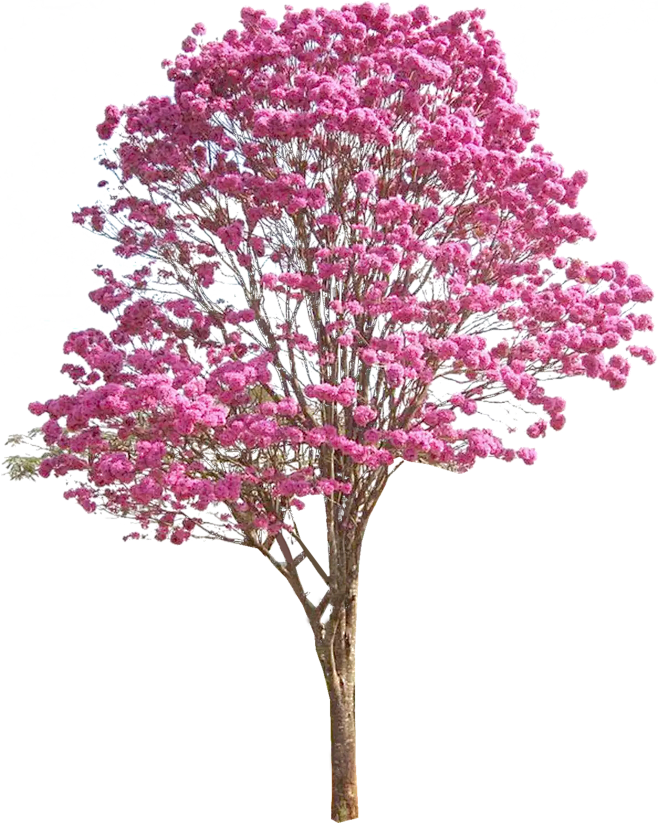 紫花风铃木