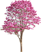 紫花风铃木