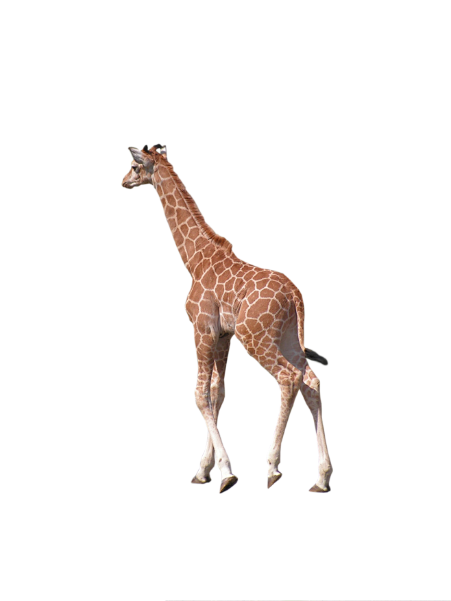 长颈鹿png