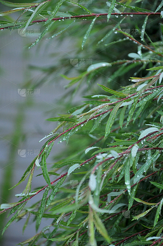 雨后的柳枝