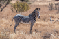 The magnificent Grevy's Zebra by Jeffrey C. Sink : 1x.com is the world's biggest curated photo gallery online. Each photo is selected by professional curators. The magnificent Grevy's Zebra by Jeffrey C. Sink