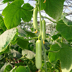 忘川漪涟采集到菜园子