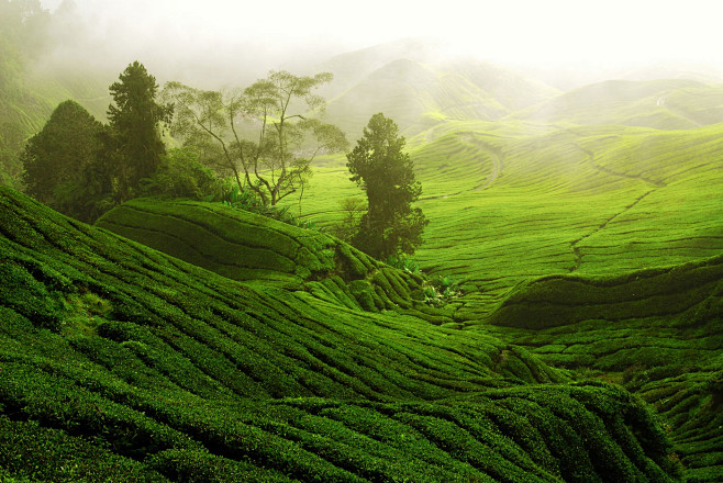 茶园风景38131_田园风光_风景风光类...