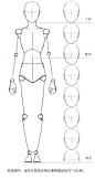二、上半身比例   三、躯干与脊椎   躯干上下两个蓝色区域分别为人体的胸腔和盆腔,这两个部分由脊椎相连接,从正侧面图中可以看到,脊椎呈"s"形曲线,在背面图中脊椎则呈直线.