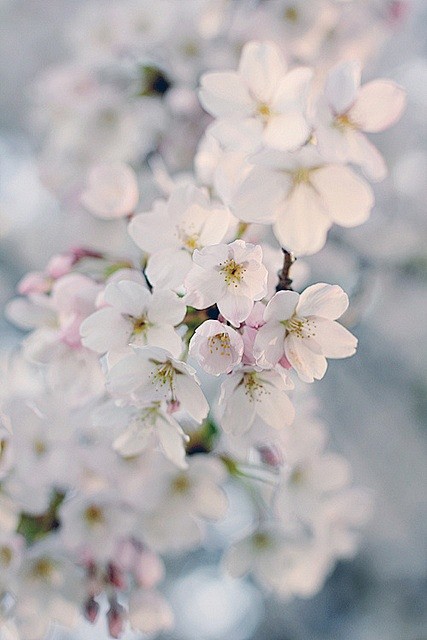 Spring Blossom