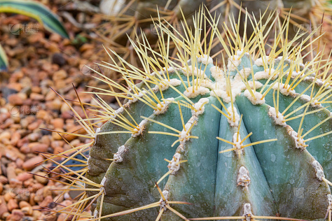 cactus-6