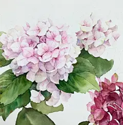 水彩--绣球花 - 高清图片，堆糖，美图壁纸兴趣社区