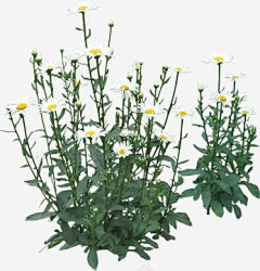 Roie____采集到植物
