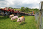 bocketts-farm-park