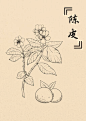 陈皮插画