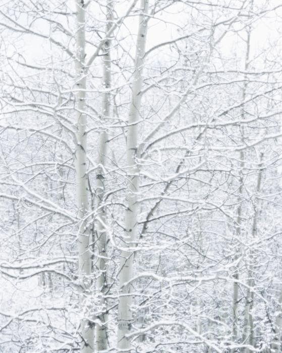 Snow Covered Aspens ...