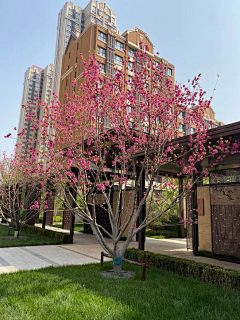 西西风采集到华北项目