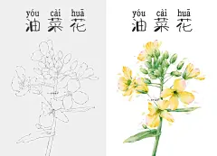 ipad画画_油菜花插画附线稿_2_阿庭绘(有课)_来自小红书网页版