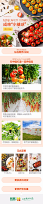  小番茄  俯视 详情 长图