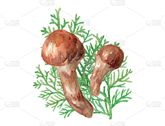 吃亿口香菜采集到植物素材