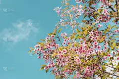 粉红色的樱花在春天盛开，美丽的樱花在蓝天的背景下盛开。树枝上盛开的樱花的天然纯度。自然及植物区系
