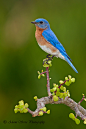 Photograph Male Blue Bird by Adams Serra