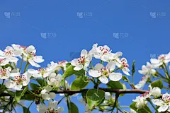 白花梨树枝，蓝天背景，复制空间
