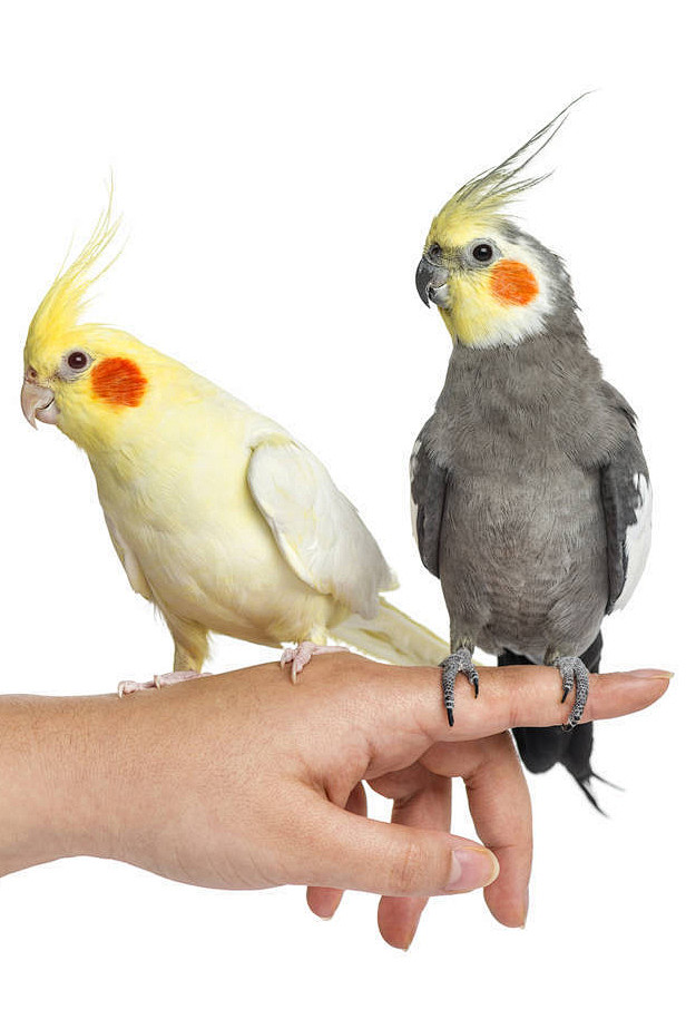 鹦形目凤头鹦鹉科鸡尾鹦鹉属鸡尾鹦鹉