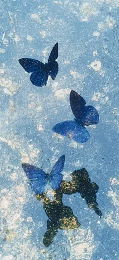 蓝调蝴蝶壁纸