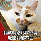 三伏天，这几样离了一个我都活不了！<br/>猫咪图源@楼板娘 家的楼楼~ ​​​​