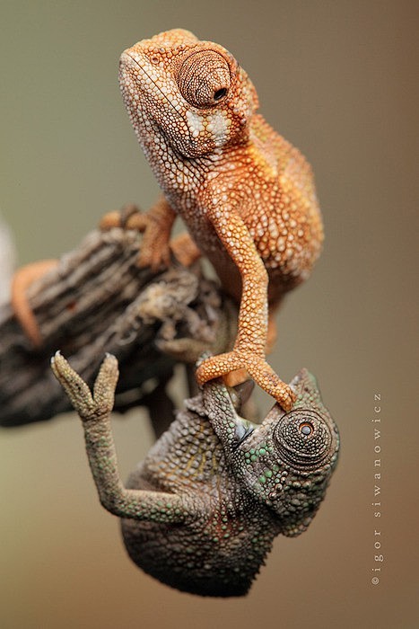 baby chameleon