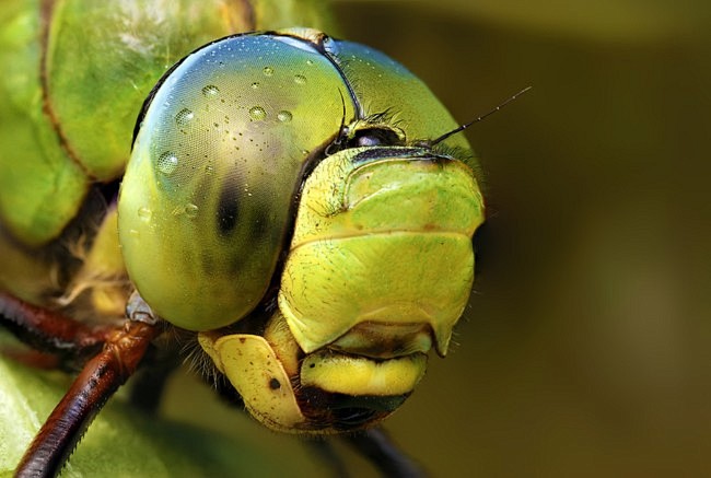 昆虫微距摄影欣赏(2)
